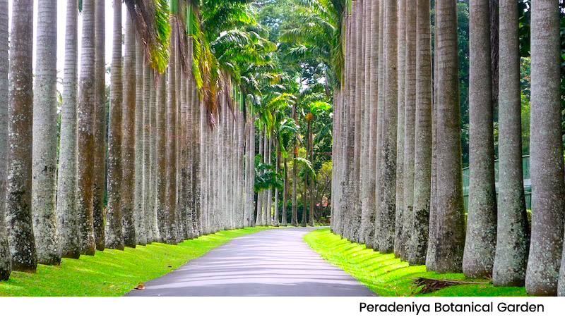 Peradeniya Botanical Garden