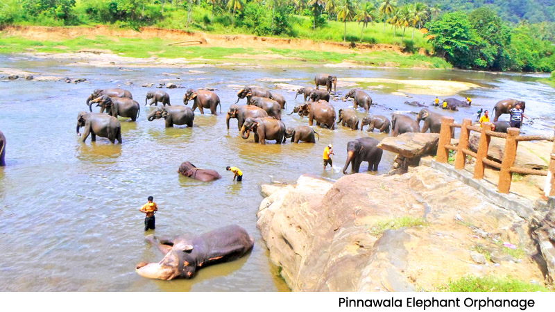 Pinnawala Elephant Orphanage