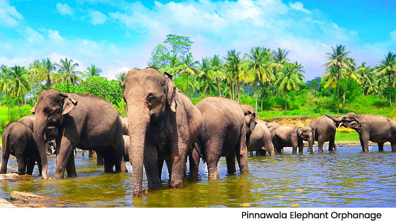 Pinnawala Elephant Orphanage