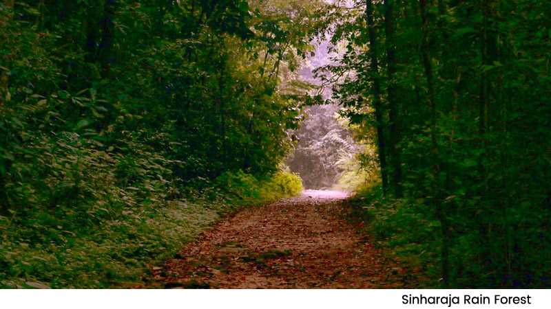 Sinharaja Rain Forest