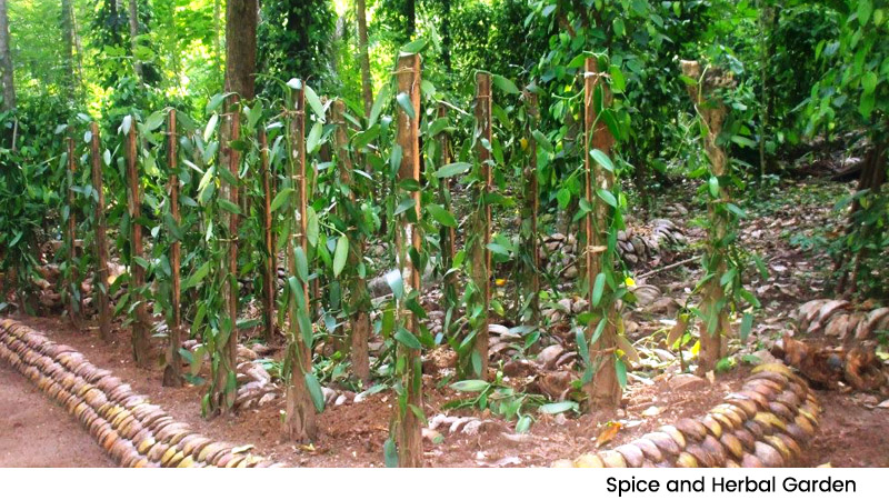 Spice Herbal Garden