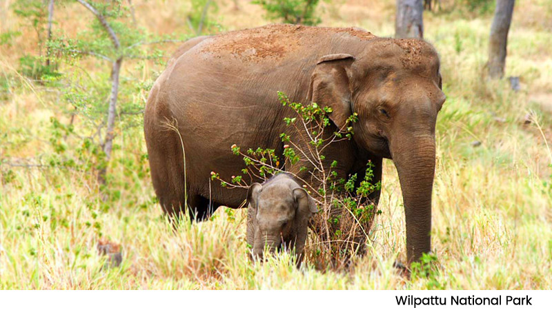 Udawalawa National Park