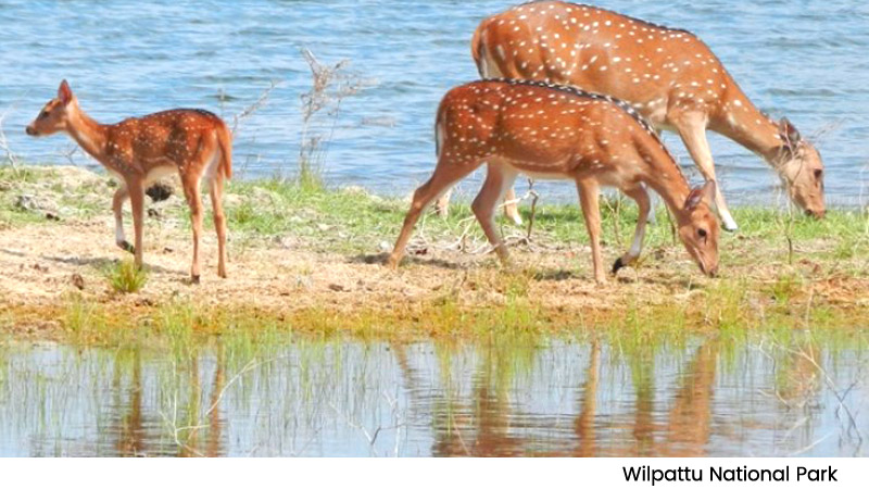 Wilpattu National Park