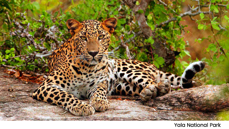 yala national park