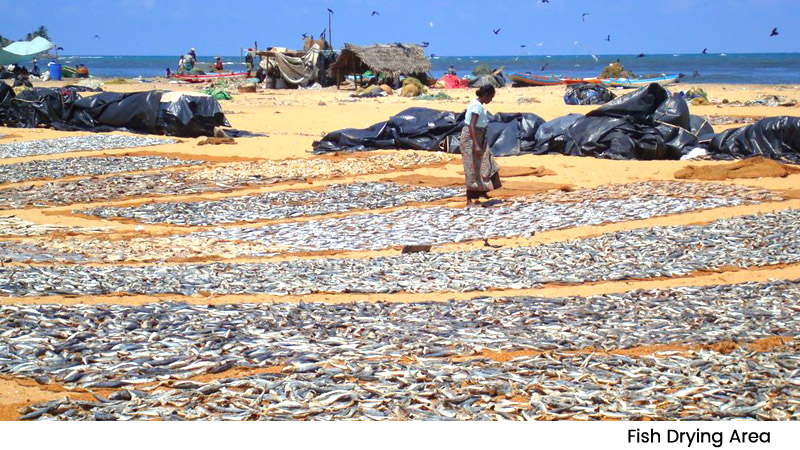 Fish Drying Area