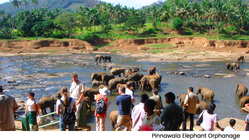 Pinnawala Elephant Orphanage