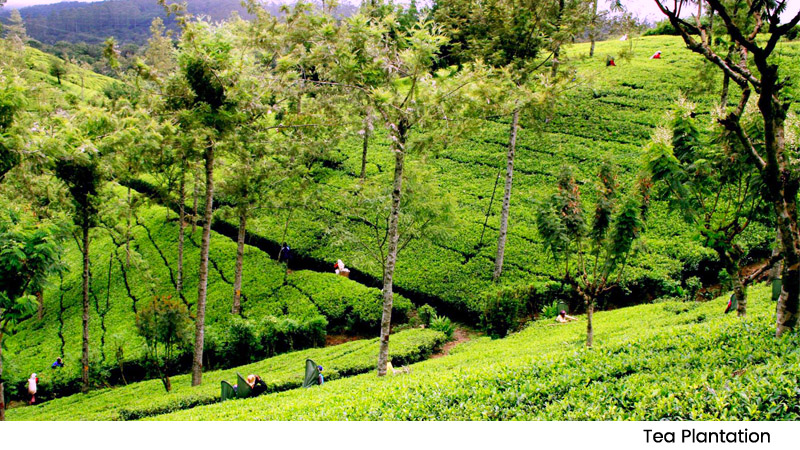 Tea Plantation