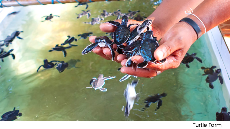 Turtle Farm