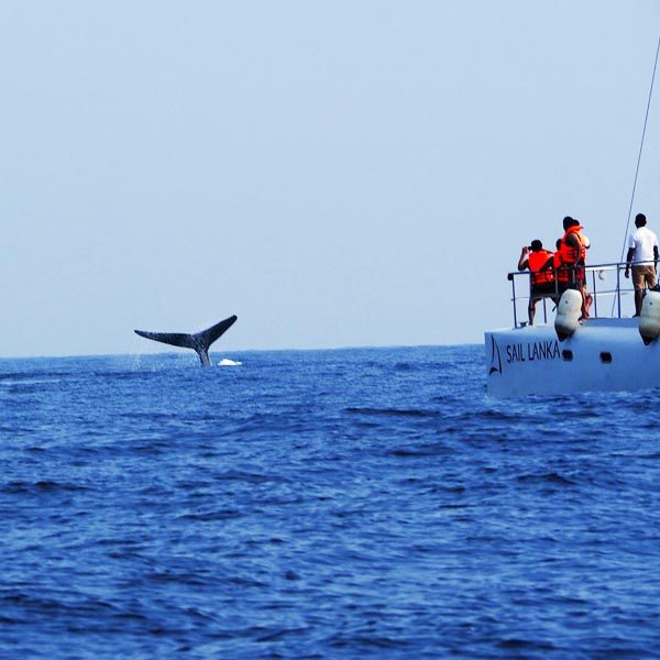 Whale & Dolphin Watching