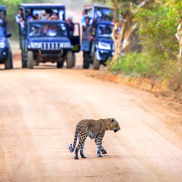 Wildlife Safari